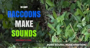 Do Baby Raccoons Make Sounds? Exploring Their Vocalizations and Behaviors