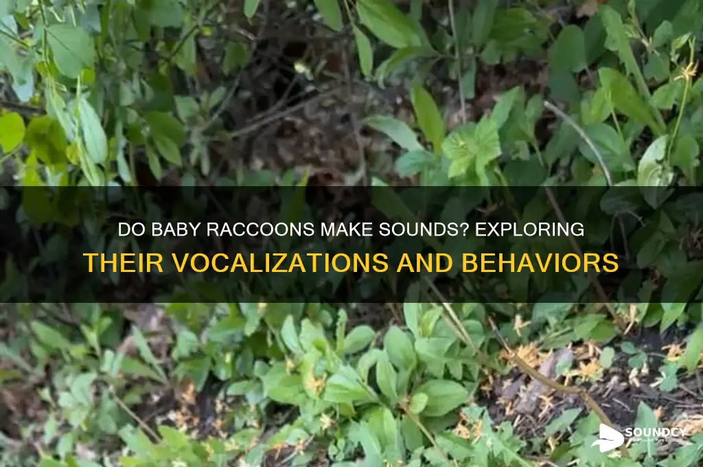 do baby raccoons make sounds
