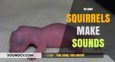 Do Baby Squirrels Make Sounds? Exploring Their Vocalizations and Communication