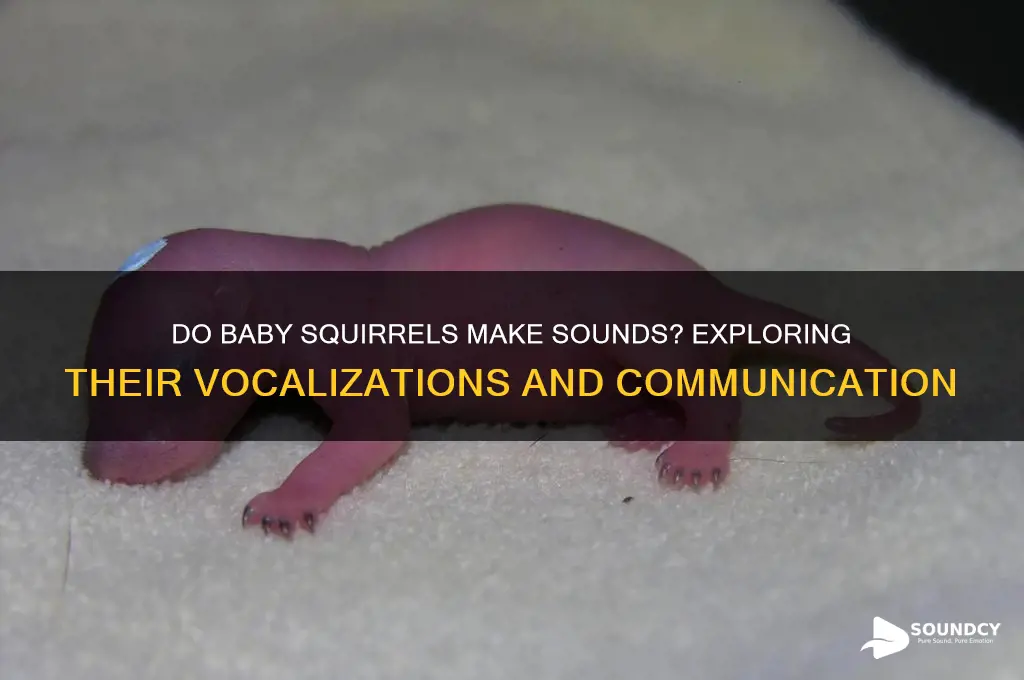 do baby squirrels make sounds