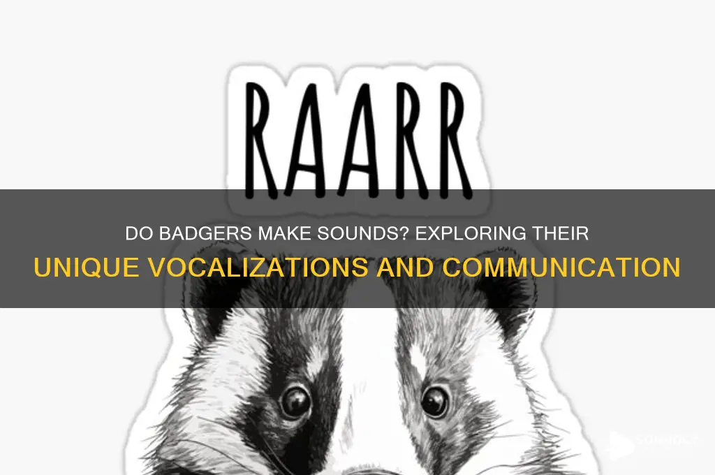 do badgers make a sound
