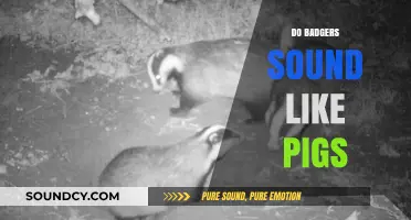 Do Badgers Sound Like Pigs? Unraveling the Mystery of Their Noises