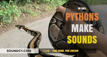 Do Ball Pythons Make Sounds? Unveiling Their Unique Communication Methods