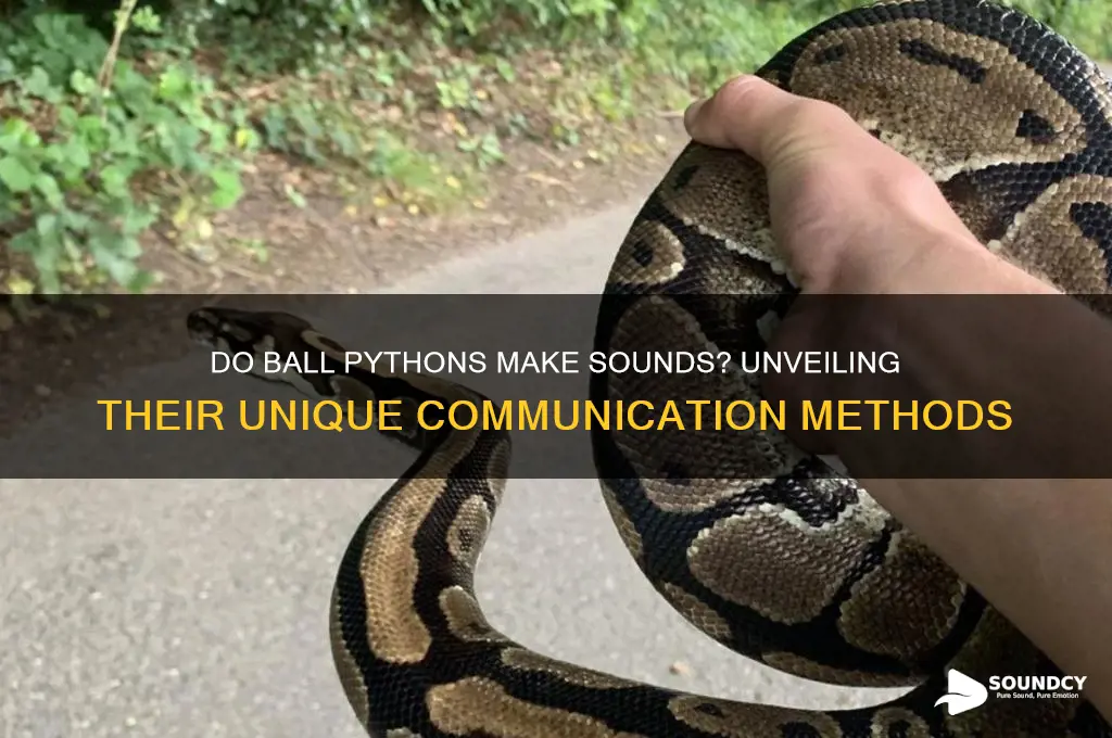 do ball pythons make sounds