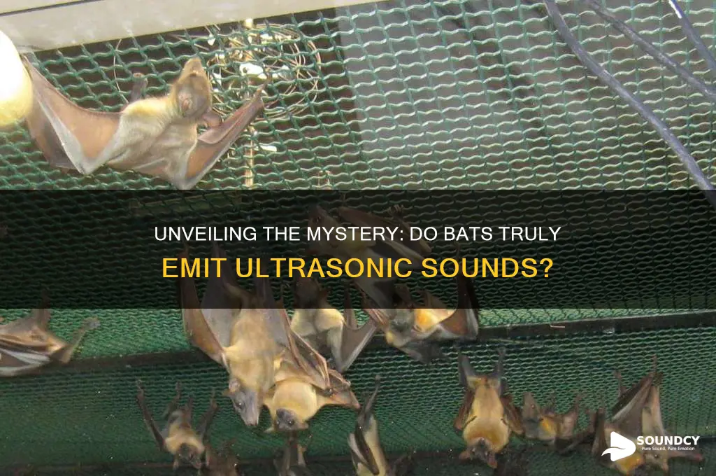 do bats have ultrasonic sound