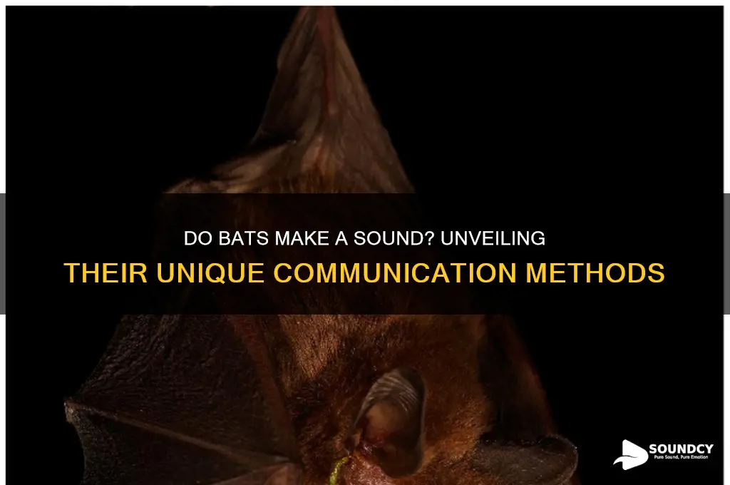 do bats make a sound
