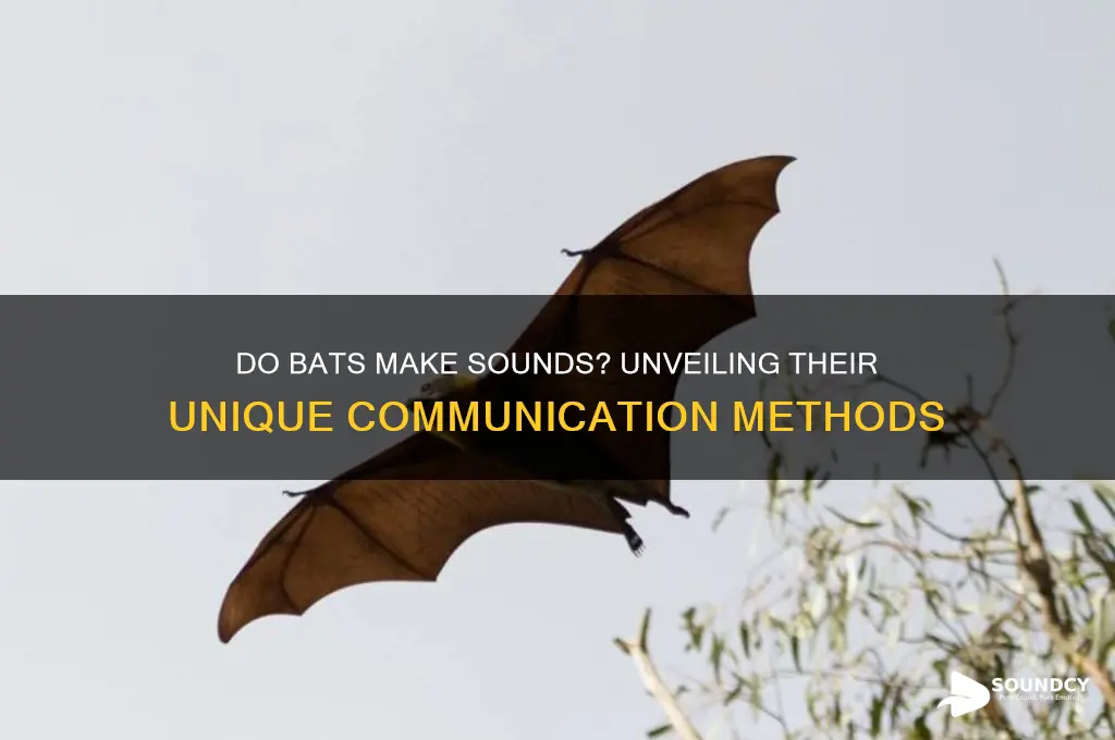 do bats make any sounds