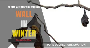 Do Bats Make Breathing Sounds in Walls During Winter?