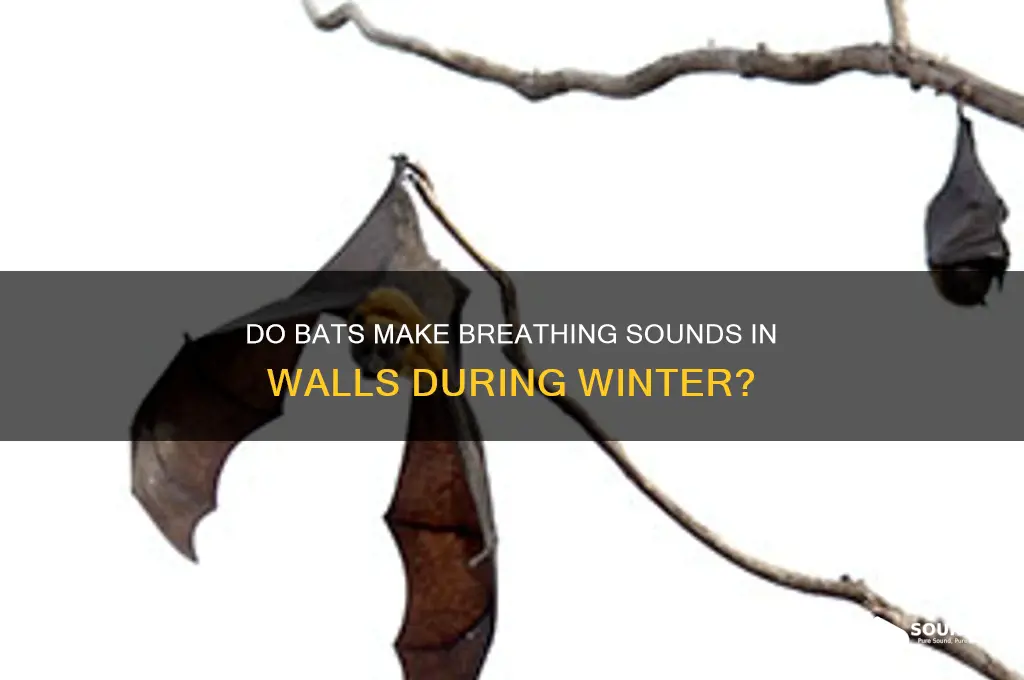 do bats make breathing sounds in wall in winter