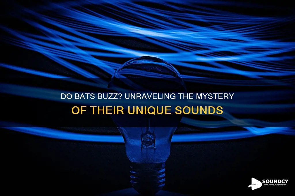 do bats make buzzing sounds