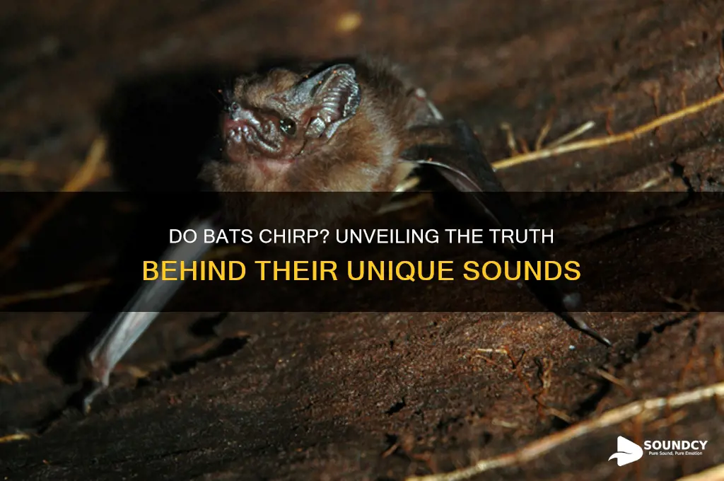 do bats make chirping sounds