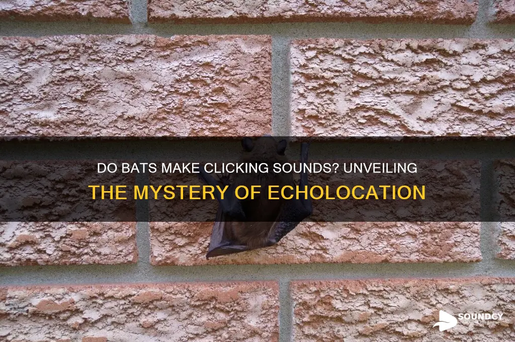 do bats make clicking sounds
