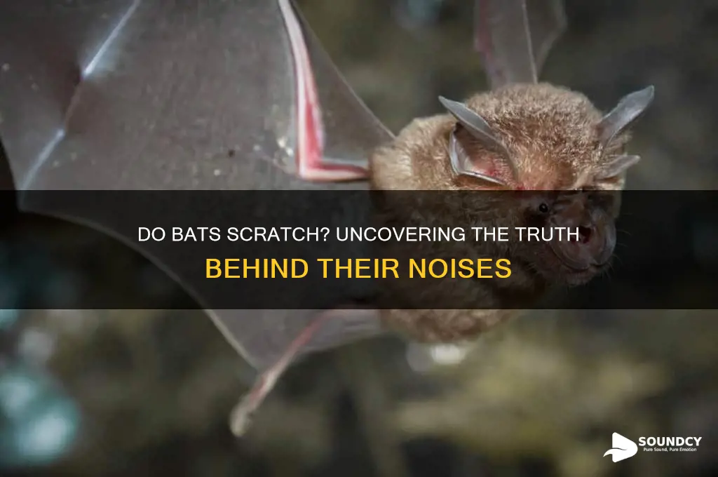 do bats make scratching sounds