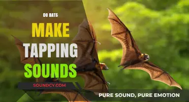 Do Bats Make Tapping Sounds? Uncovering the Truth Behind the Noise