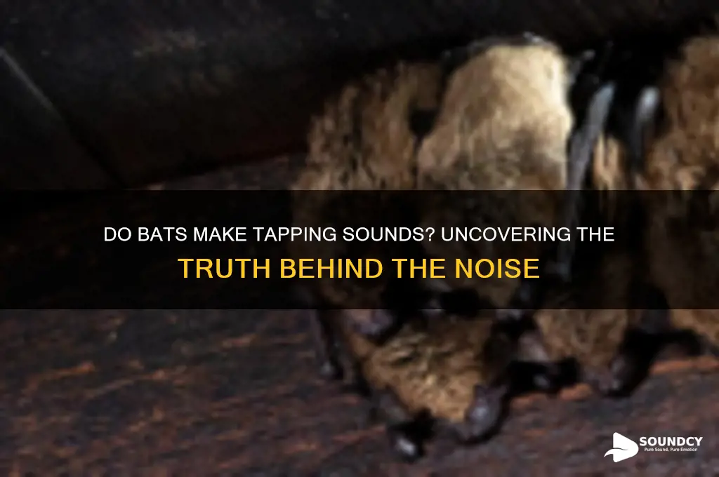 do bats make tapping sounds