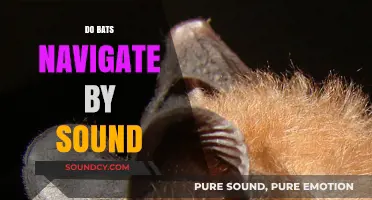 How Bats Use Echolocation to Navigate Their Surroundings