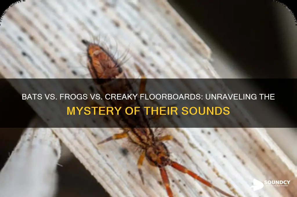 do bats sound like a frog or creaky floorboards