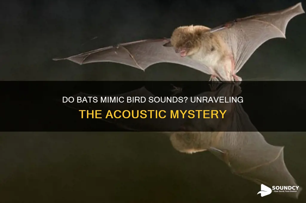 do bats sound like birds
