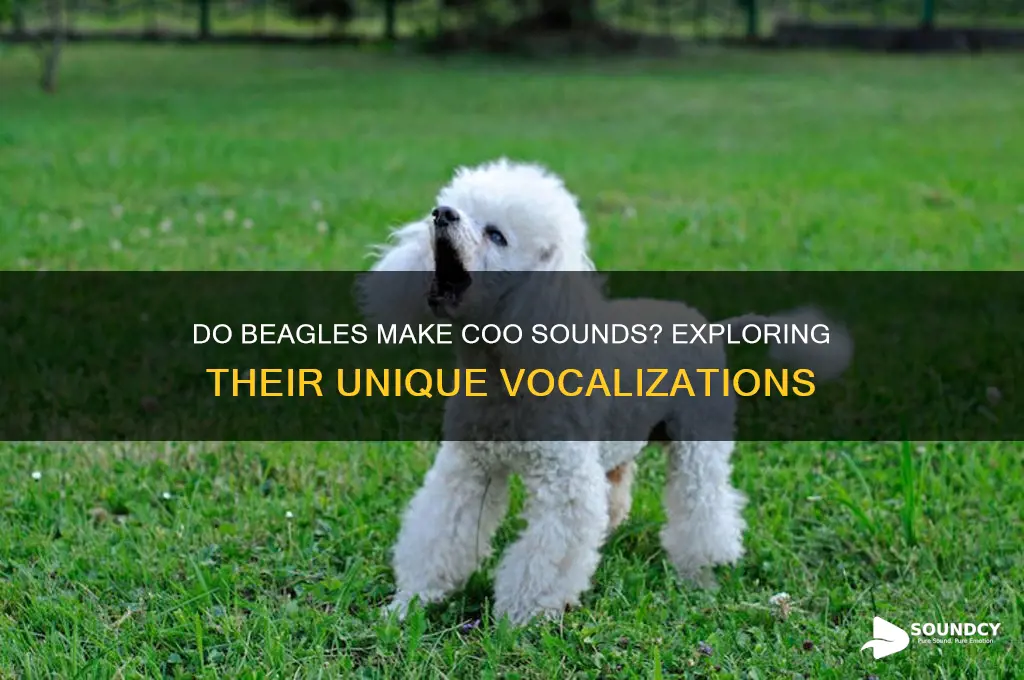 do beagles make coo sounds