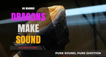 Do Bearded Dragons Make Sounds? Uncovering Their Unique Communication Methods