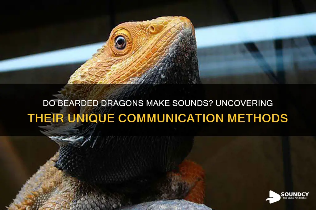 do bearded dragons make sound