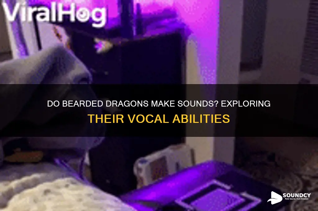 do bearded dragons make sounds