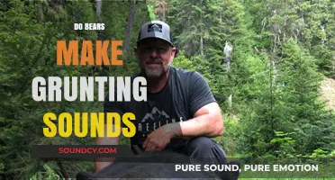 Do Bears Make Grunting Sounds? Unveiling Their Unique Vocalizations