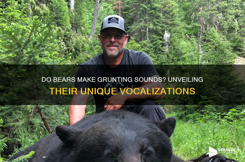 do bears make grunting sounds