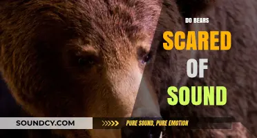 Do Bears Fear Loud Noises? Exploring Their Reactions to Sudden Sounds