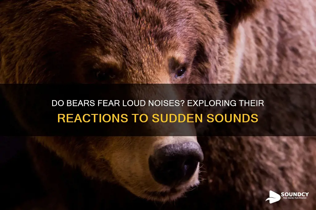 do bears scared of sound