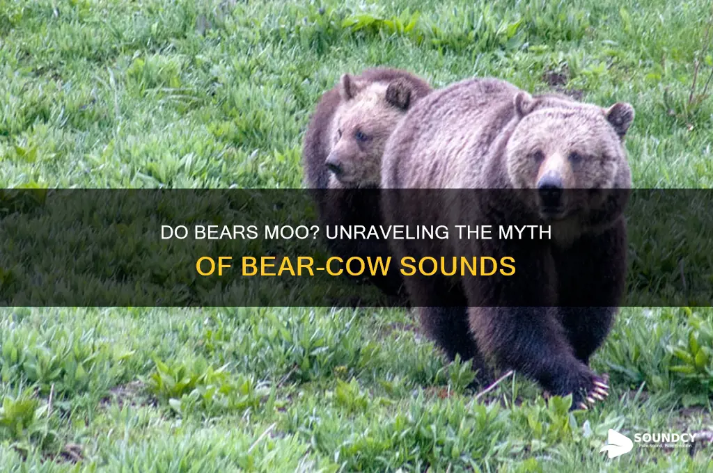 do bears sound like cows