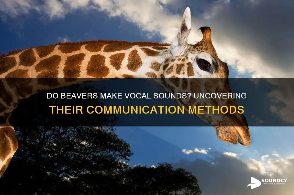 do beavers make vocal sounds