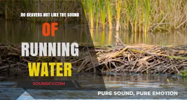 Do Beavers Dislike Running Water? Unraveling the Myth and Facts