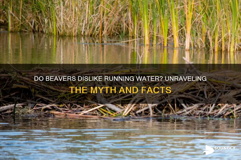 do beavers not like the sound of running water