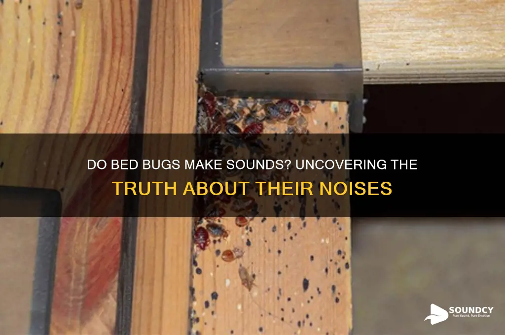 do bed bugs make sounds