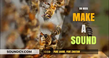 Buzzing Truth: Do Bees Make a Sound and How?