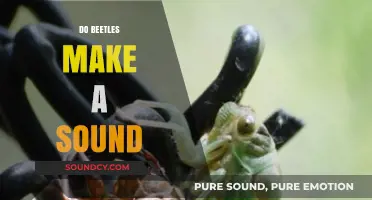 Do Beetles Make Noise? Unveiling the Sounds of These Tiny Creatures