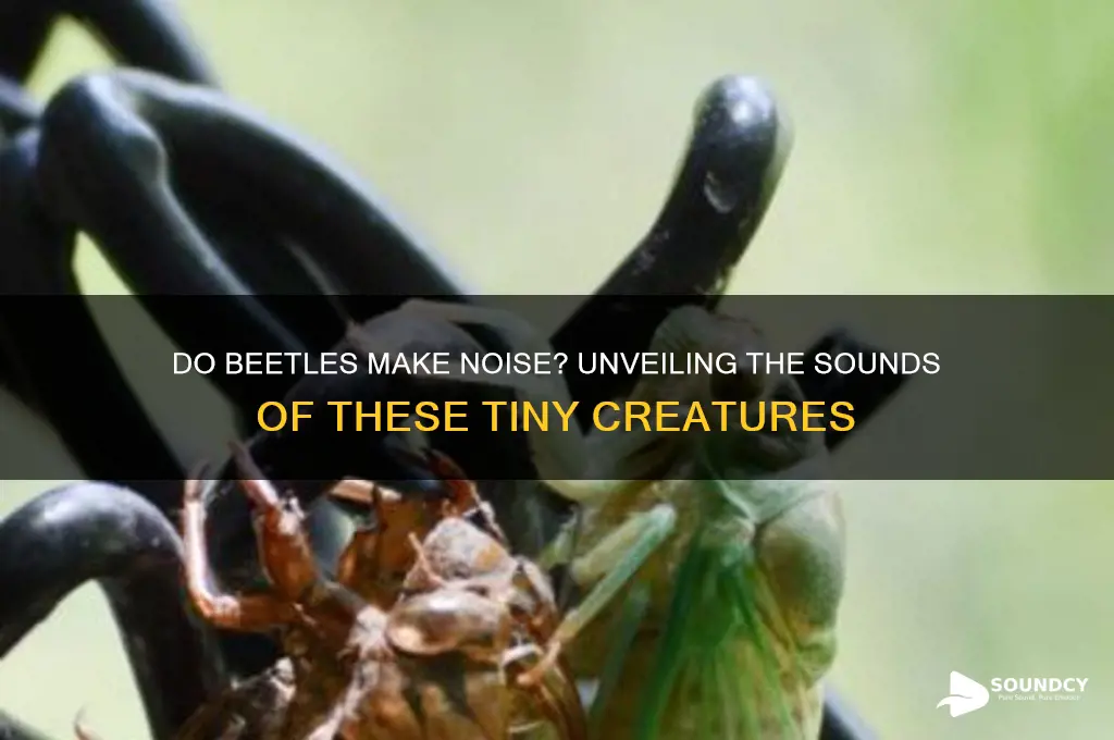 do beetles make a sound