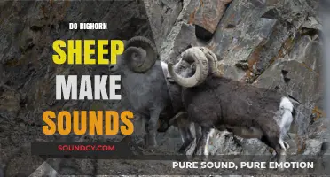 Unveiling the Vocalizations: Do Bighorn Sheep Make Sounds?