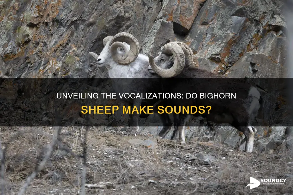 do bighorn sheep make sounds