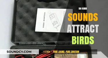 Can Bird Sounds Attract Birds? Exploring the Science Behind Bird Calls