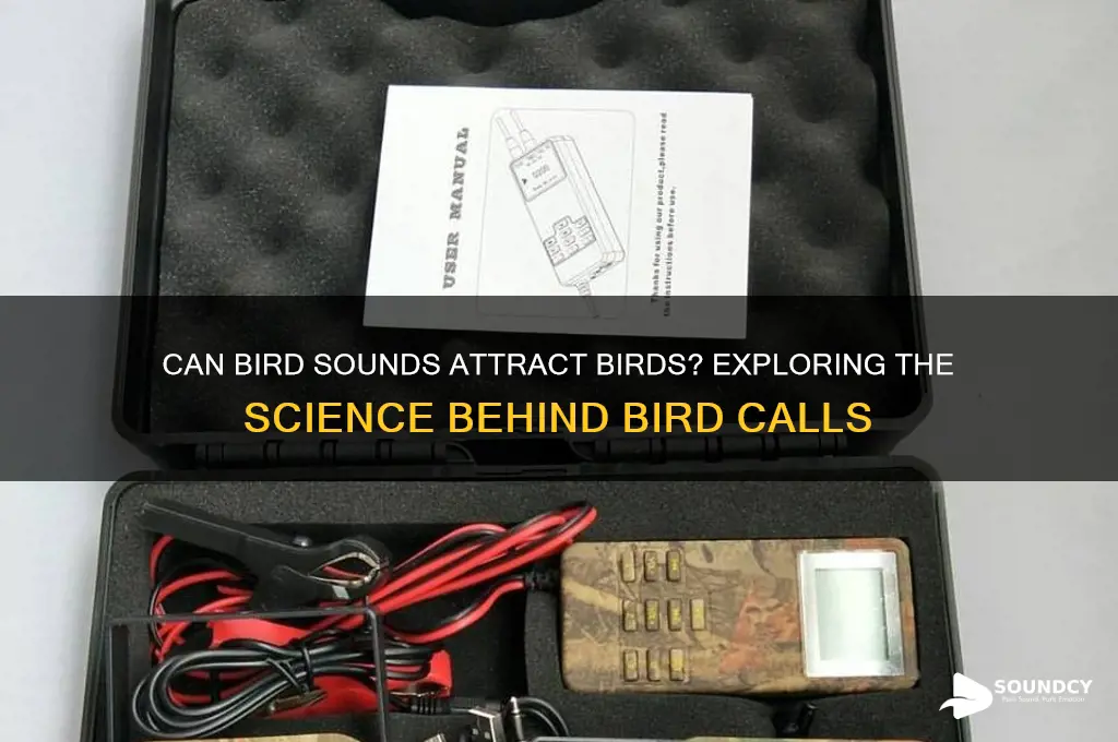 do bird sounds attract birds