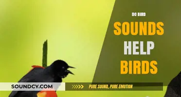 How Bird Sounds Enhance Communication, Survival, and Social Bonds in Nature