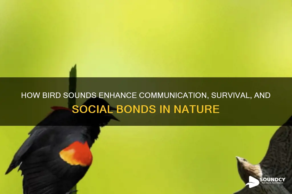 do bird sounds help birds