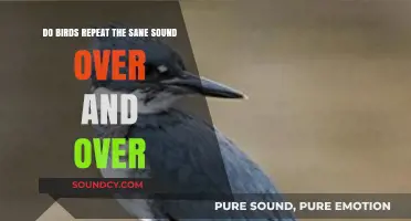 Why Birds Repeat the Same Sounds: Understanding Avian Communication Patterns