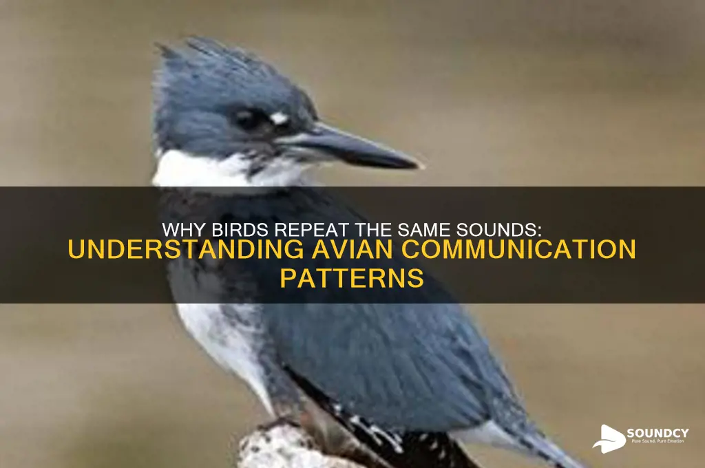 do birds repeat the sane sound over and over