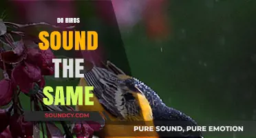 Do Birds Sound Alike? Exploring the Diversity of Avian Calls