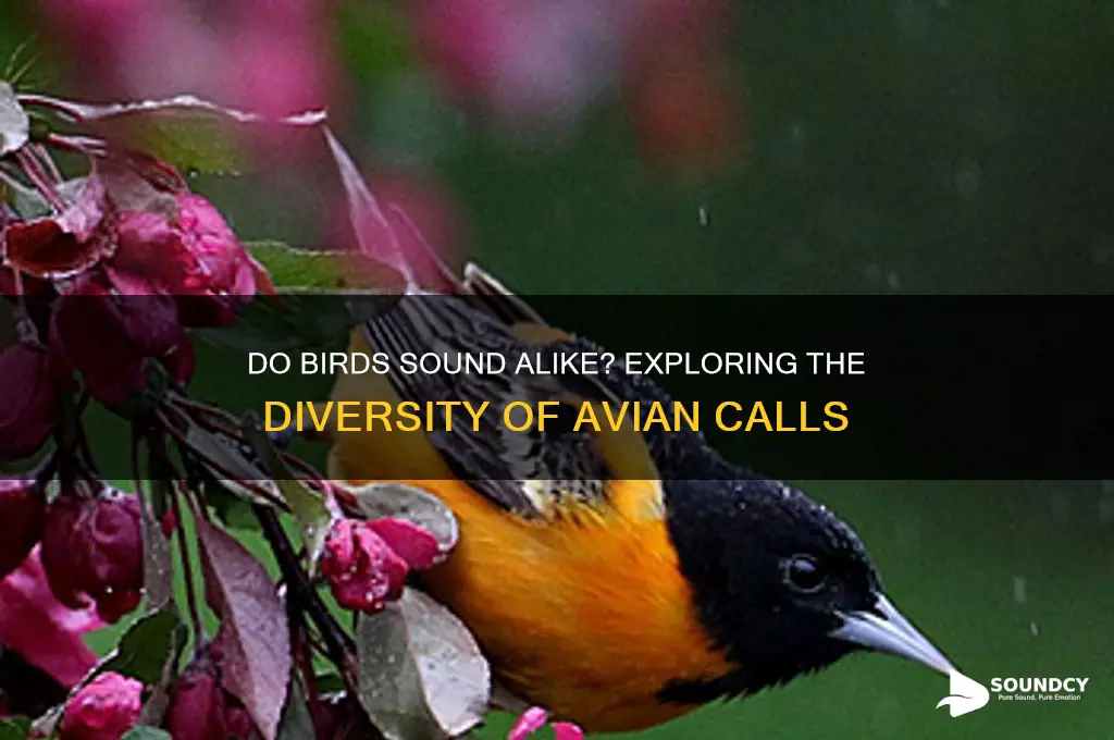 do birds sound the same
