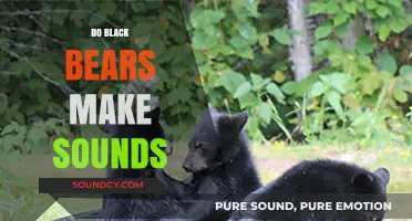 Unveiling the Vocal World: Do Black Bears Make Sounds?