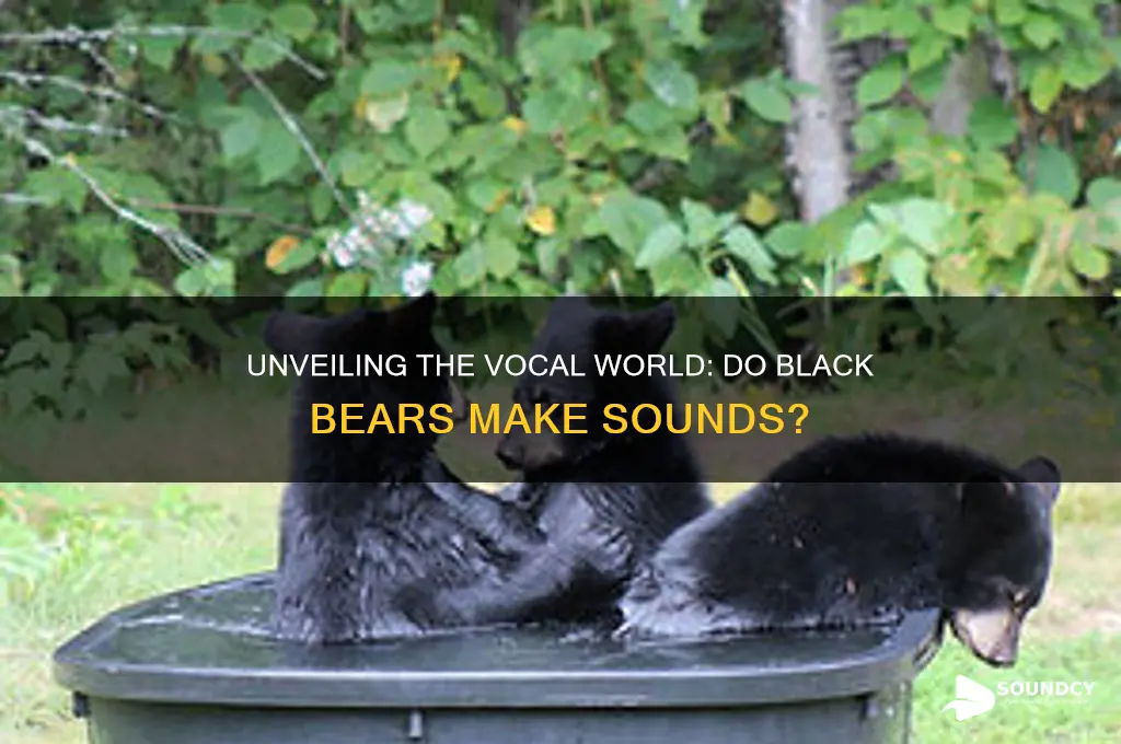 do black bears make sounds